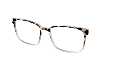The Vanilla Latte Tortoise