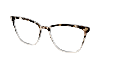 The Vanilla Latte Tortoise
