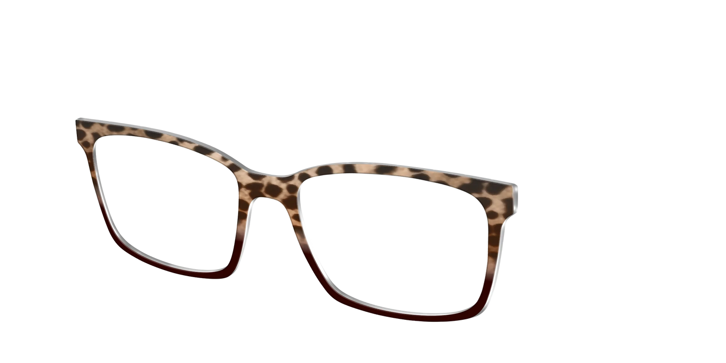 The Jungle Cat Tortoise